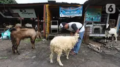 Pedagang merawat kambing di kios hewan ternak kawasan Buaran, Jakarta Timur, Jumat, (10/6/2022). Mewabahnya Penyakit Mulut dan Kuku (PMK) hewan berdampak pada pedagang kambing. (Liputan6.com/Johan Tallo)