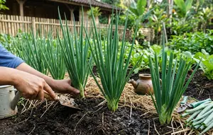 9 Cara Merawat Daun Bawang agar Tidak Busuk, Tetap Segar dan Subur