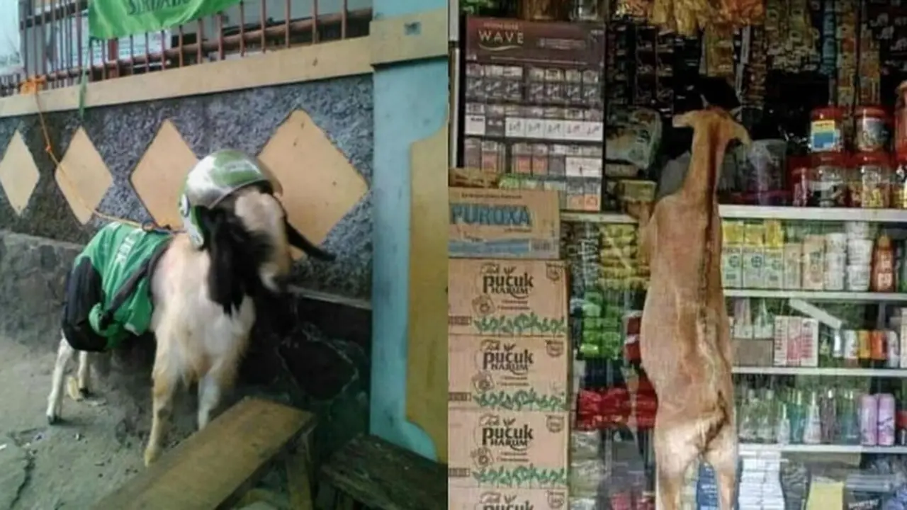 9 Aksi Kambing Bertingkah Layaknya Manusia Ini Nyeleneh Banget