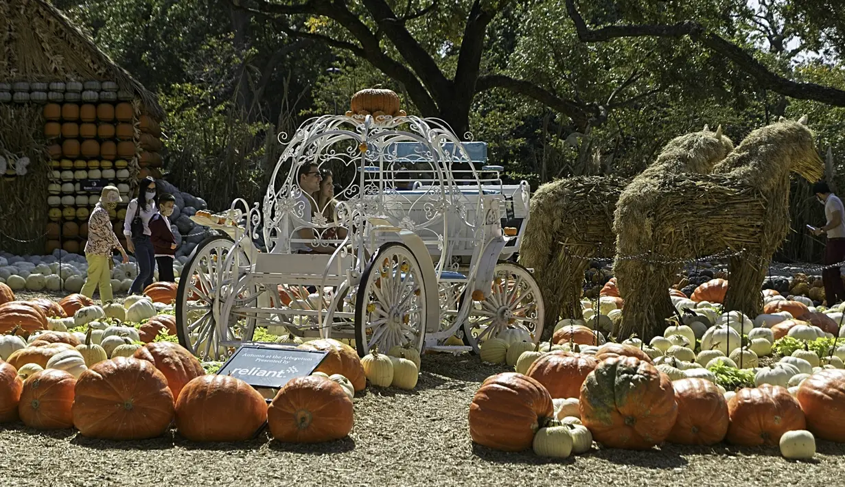 Sepasang pria dan wanita foto dalam kereta labu di Desa Labu Dallas Arboretum, Texas, Amerika Serikat, 4 Oktober 2020. Desa Labu di Dallas Arboretum yang mendapat pengakuan nasional menghadirkan rumah-rumah labu dan berbagai objek kreatif dari 90.000 lebih labu, kundur, dan squash. (Xinhua/Dan Tian)