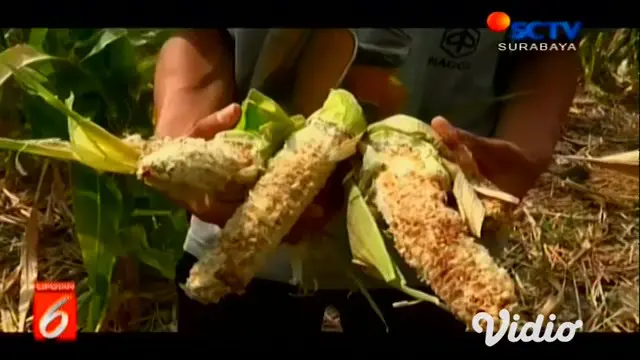 Para petani jagung di dusun Randutawang desa Supenuh kabupaten Lamongan resah dengan serangan hama tikus, akibat hama tikus petani merugi belasan juta rupiah per hektarnya.