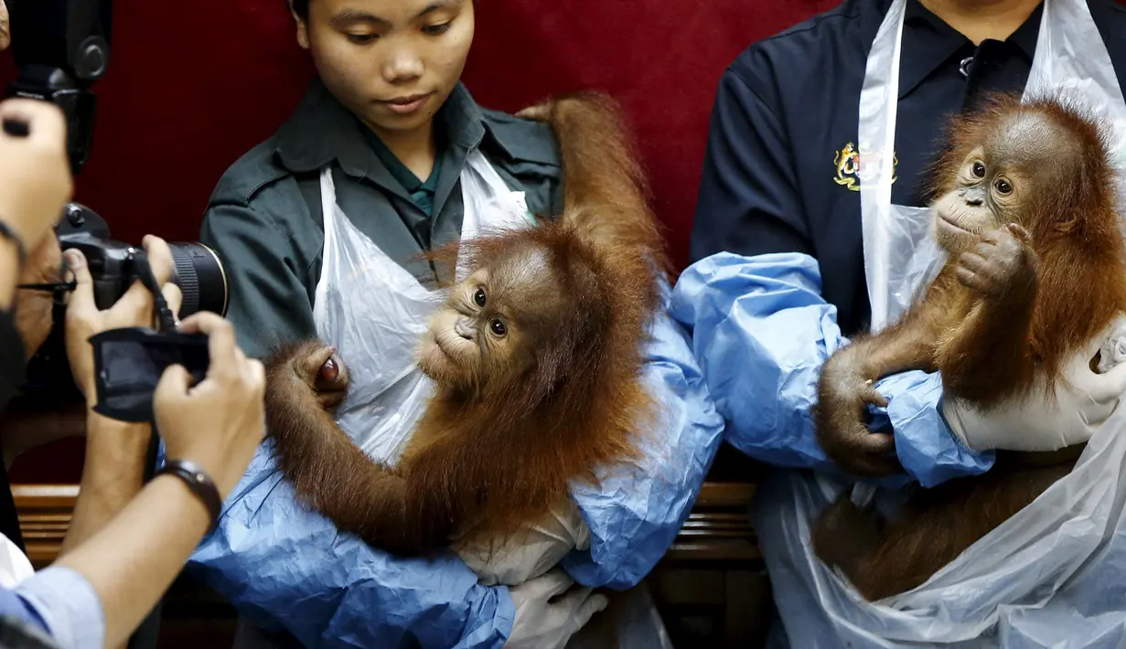 Petugas  menggendong bayi Orangutan yang diselamatkan dari perdagangan satwa liar ilegal di  kantor perlindungan satwa liar, Kuala Lumpur , Malayasia, Senin (19/10/2015).  Orangutan ini akan dikembalikan ke Medan pada hari Selasa. (REUTERS/Olivia Harris)