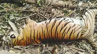 Induk Harimau Sumatera yang mati karena jerat di Kabupaten Kuantan Singingi. (Liputan6.com/Dok BBKSA Riau/M Syukur)