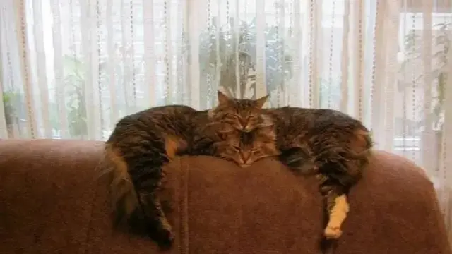 6 Momen Kebetulan Kucing Terjepret Kamera Ini Ciptakan Ilusi Optik