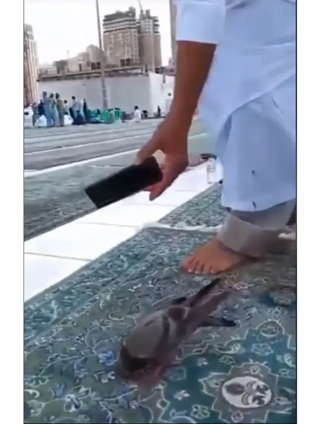 Viral Momen Burung Merpati Bak Sujud di Masjidil Haram, Bikin Jemaah Takjub