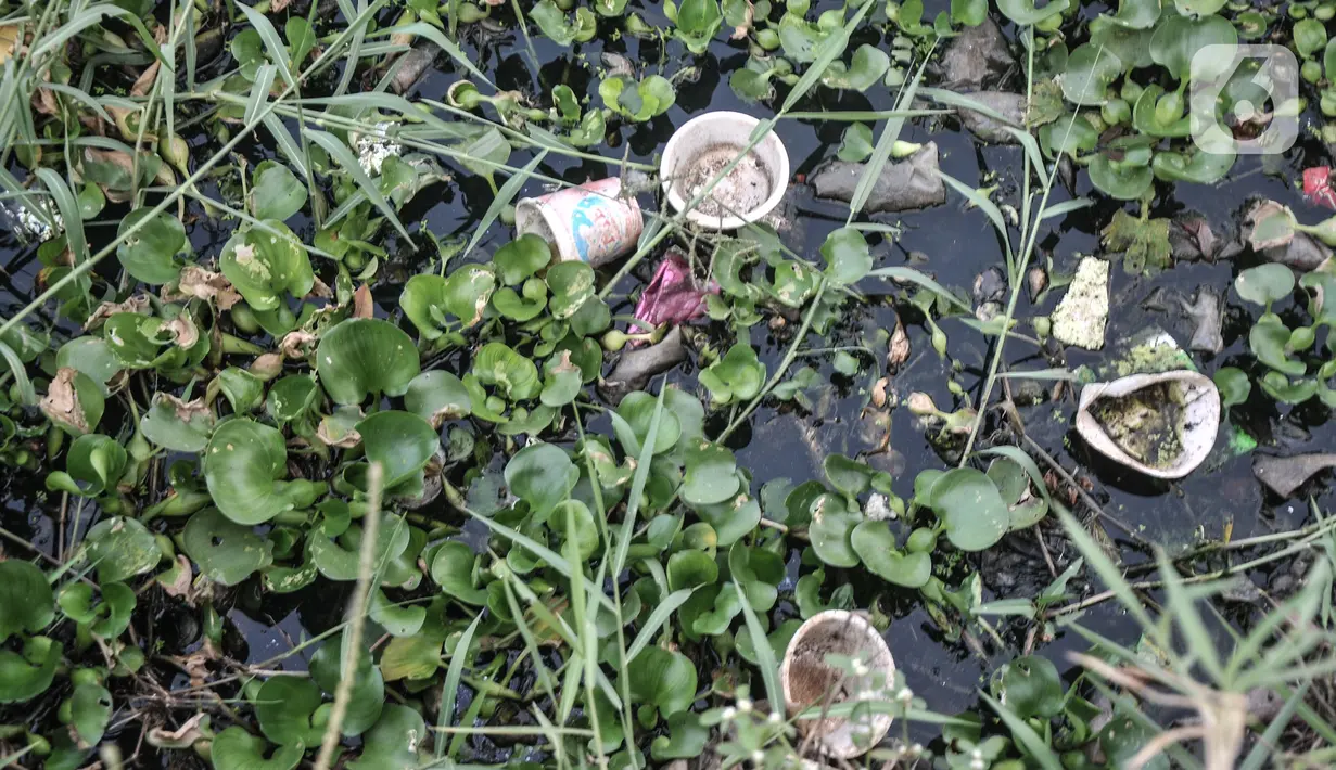 Sampah bercampur eceng gondok di Situ Pengarengan, Depok, Jawa Barat, Minggu (10/10/2021). Sampah dan sedimentasi lumpur menjadi pemandangan baru di Situ Pengarengan akibat proyek normalisasi yang dikerjakan oleh DPUPR Kota Depok tidak berjalan sejak hampir sebulan. (merdeka.com/Iqbal S Nugroho)