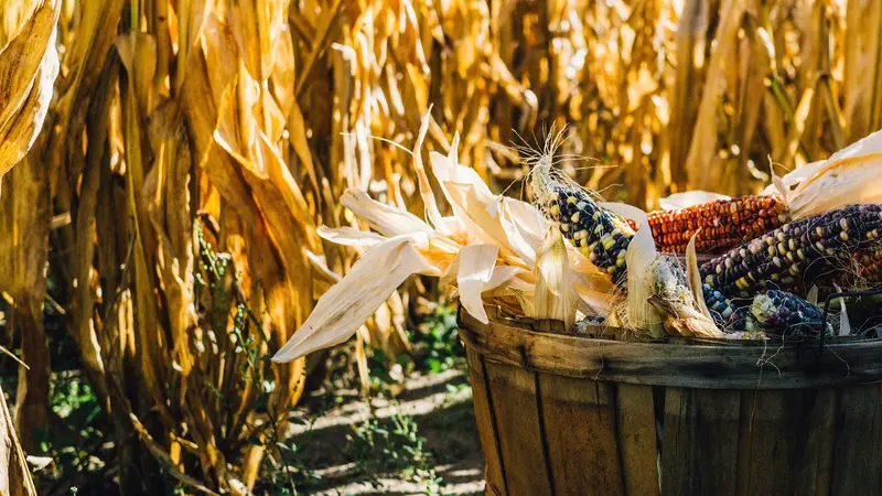 Cara Membuat Bunga Anggrek dari Kulit Jagung