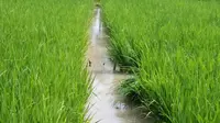 Petani Garut Tewas Tersengat Listrik Jebakannya Sendiri