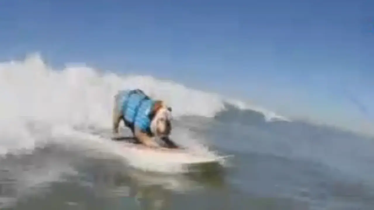 Anjing berselancar. (YouTube)