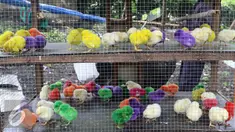 Sejumlah anak ayam berwarna-warni yang disepuh dijajakan pedagang di Puri Bukit, Depok, Sabtu (15/1). Pedang menjual anak ayam warna warni tekstil tersebut  seharga Rp 2.500-5,000 per-ekor. (Liputan6.com/Helmi Affandi)
