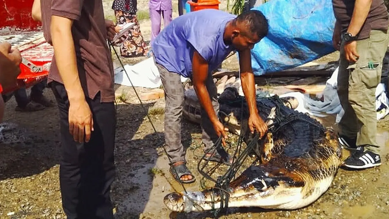 Buaya Pemangsa Anak