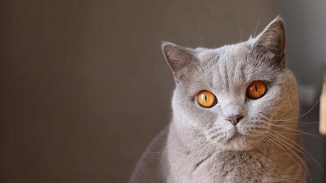 Grey Cat