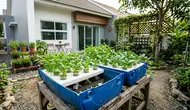 9 Ide Pekarangan Produktif dari Drum Bekas, Tips Hemat Panen Sayur Setiap Minggu
