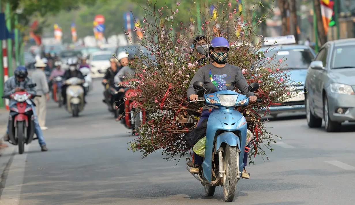 Seorang petani mengangkut pohon bunga Persik untuk menyambut Tahun Baru Imlek di Hanoi, Vietnam, Rabu (25/1). Masyarakat Vietnam sibuk mencari berbagai hiasan dan pernak-pernik untuk menyambut perayaan tahun baru Imlek. (Hoang DINH Nam/AFP)