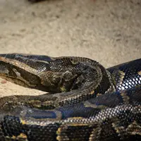 Seekor piton tak ingin melepaskan gigitannya pada penis pria ini. Kok bisa?