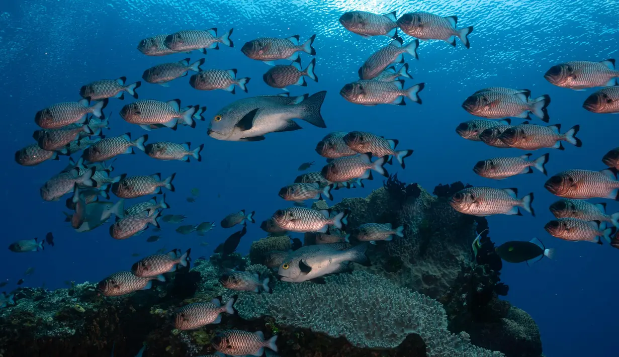 Sekumpulan ikan yang berenang di perairan Kabupaten Raja Ampat, Papua Barat, Indonesia bagian Timur, 7 November 2023. (Lillian SUWANRUMPHA/AFP)