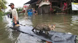 Warga menyelamatkan kucing peliharaannya dengan sebatang kayu ketika banjir melanda kawasan Periuk, Tangerang, Banten, Selasa (10/2). (ANTARA FOTO/Rivan Awal Lingga)