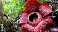 Puspa langka Rafflesia Arnoldii dan Rafflesia Gaduntesis mekar sempurna di hutan lindung Bengkulu Tengah dan Bengkulu Utara (Liputan6.com/Yuliardi Hardjo)