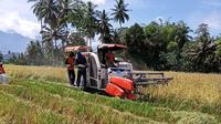 Petani makin bersemangat melakukan aktivitasnya di sawah untuk penuhi stok pangan di Provinsi Sulteng.