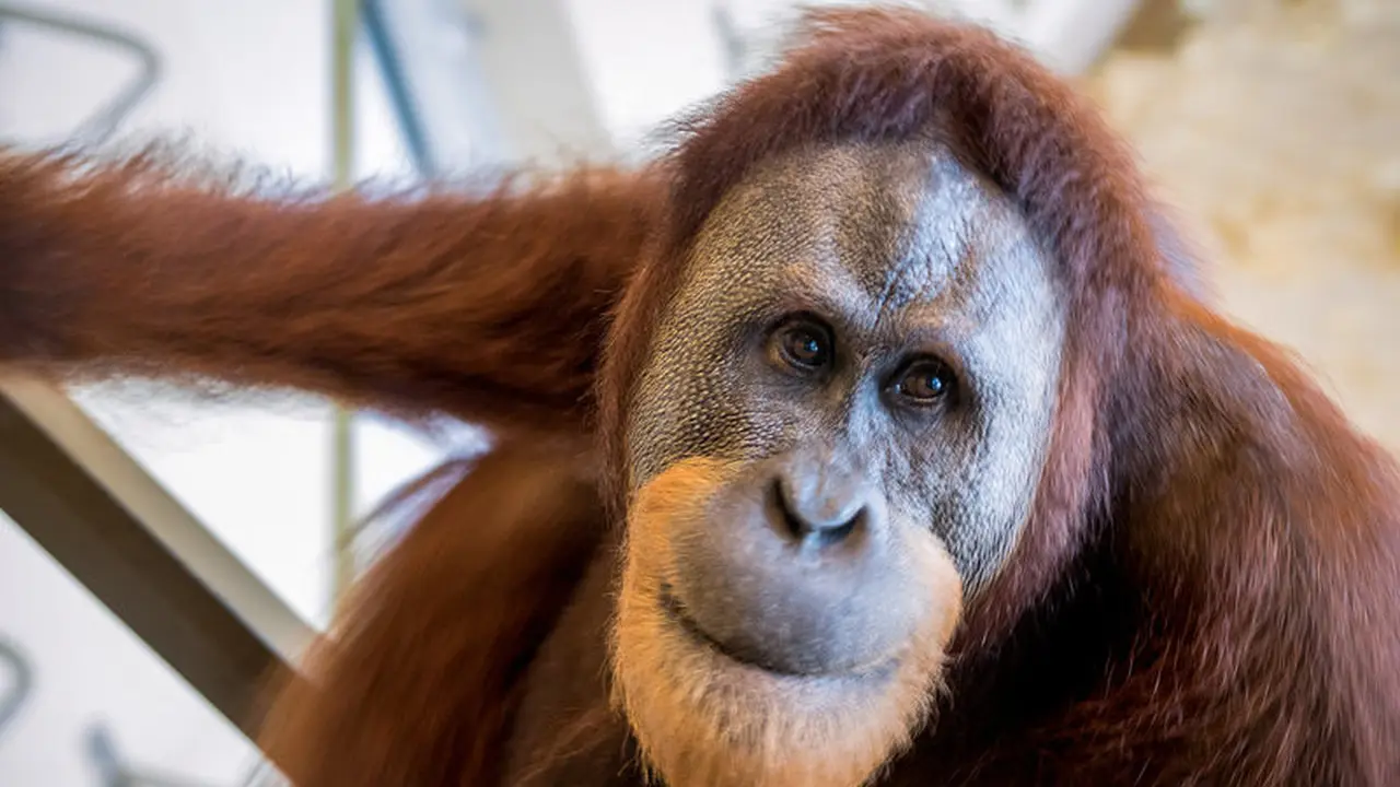Rocky si Orang Utan