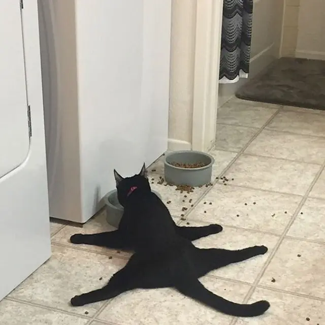 10 Tingkah Kucing Dengan Tubuh Lentur Bak Master Yoga