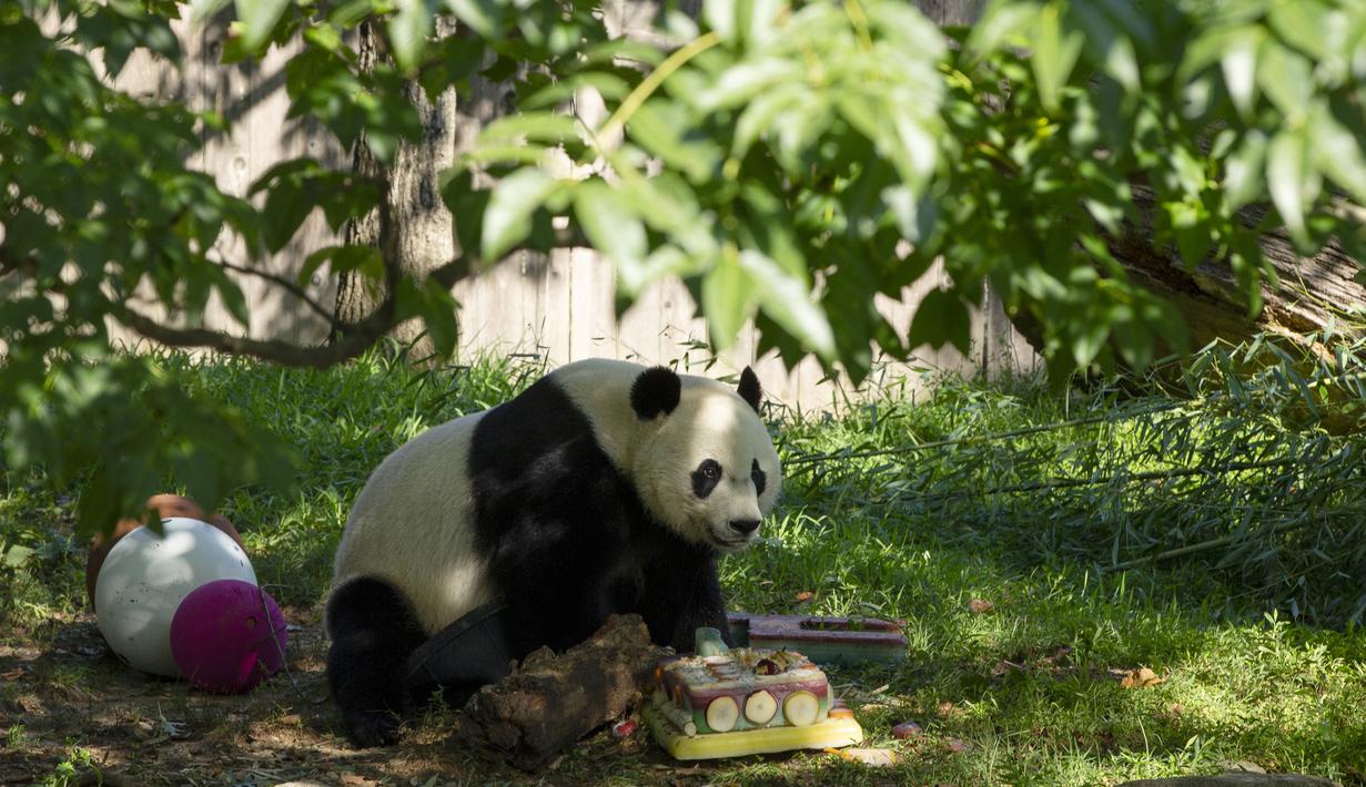 Panda raksasa Bei Bei berjalan di dekat kue ulang tahunnya yang ke-4 yang beku di Kebun Binatang Nasional Smithsonian di Washington, DC (22/8/2019). Bei Bei akan pindah ke China setelah berusia empat tahun. (AFP Photo/Alastair Pike)