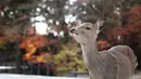 Foto yang diabadikan pada 9 Desember 2020 ini menunjukkan seekor rusa di Nara, Jepang. Rusa Nara, yang hidup berdekatan dengan manusia, menjadi salah satu simbol Kota Nara. Rusa Nara dilindungi sebagai monumen alam Jepang. (Xinhua/Du Xiaoyi)