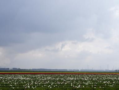Deretan bunga tulip tumbuh di ladang berlatar belakang pembangkit listrik tenaga nuklir dan kincir angin di Meerdonk, Belgia pada Senin, 25 April 2022. Banyak tulip di Belgia yang dibudidayakan hanya untuk umbinya. (AP Photo/Virginia Mayo)