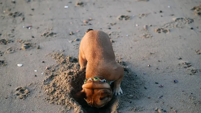 Dog
