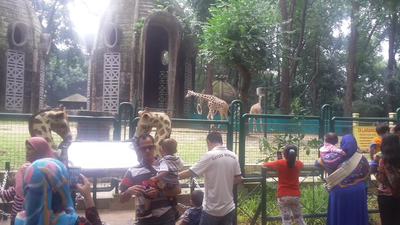 Jerapah Ragunan