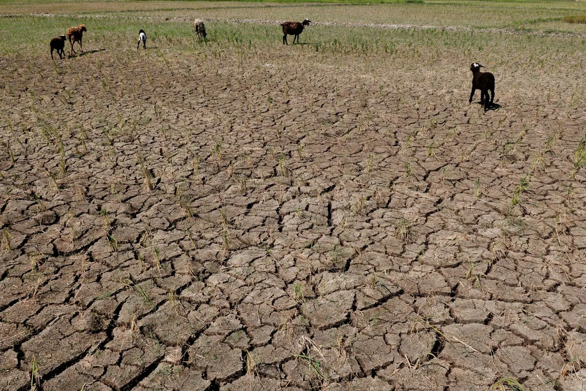 20150729-Sawah-Kekeringan