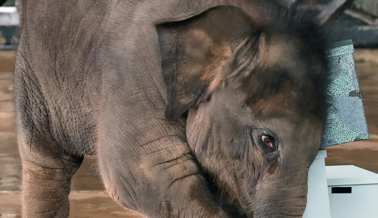 Bayi gajah bernama Neha berusaha membuka hadiah jelang ulang tahun pertamanya di Night Safari, Singapura, Kamis (11/5). Neha adalah bayi gajah Asia yang lahir pada tanggal 12 Mei, dan menjadi terkenal karena tingkahnya yang lucu. (AFP/ ROSLAN RAHMAN)