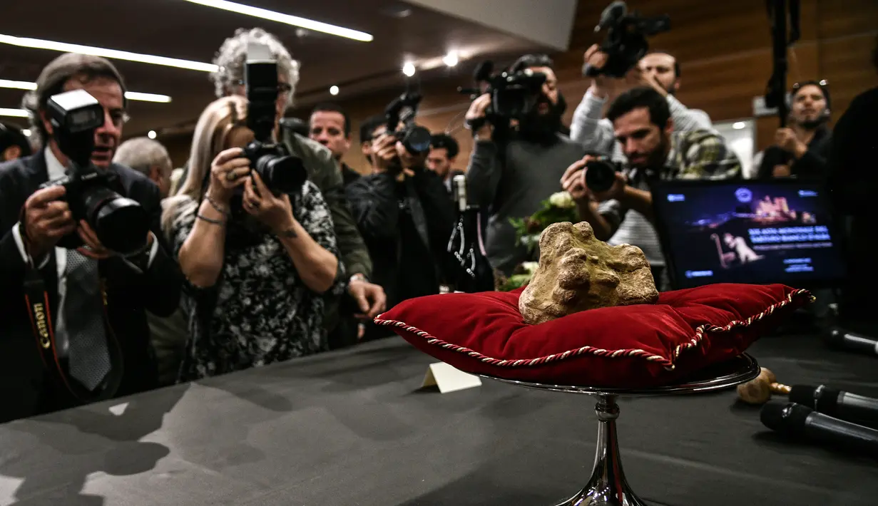 Jamur truffle putih langka seberat 850 gram ditampilkan selama lelang World White Truffle ke-19 di Alba, Italia, 11 November 2018. Jamur itu dibeli oleh warga Hong Kong yang dirahasiakan namanya seharga 85.000 euro (Rp 1,5 miliar). (Marco BERTORELLO/AFP)