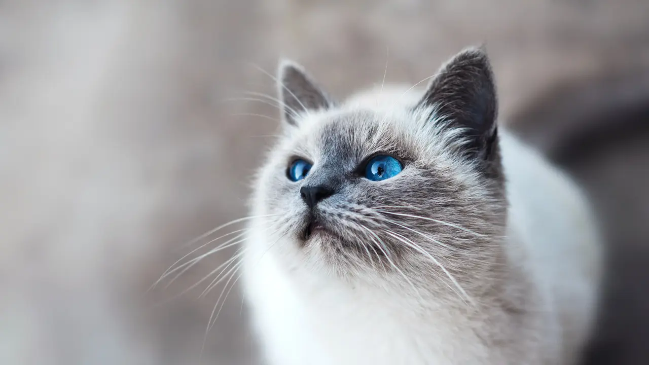 ilustrasi kucing
