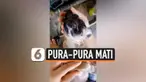 Momen lucu seekor anjing ketika sang pemiliknya mengajaknya mandi. Anjing tersebut menggunakan tipuan dengan berpura-pura mati untuk menghindari mandi.