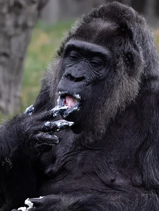 Gorila Fatou menikmati kue ulang tahunnya saat berusia 61 tahun di kebun binatang Zoologischer Garten di Berlin, Jerman (13/4). Fatou adalah gorila tertua dari jenisnya yang hidup di Eropa. (AFP Photo/John Macdougall)