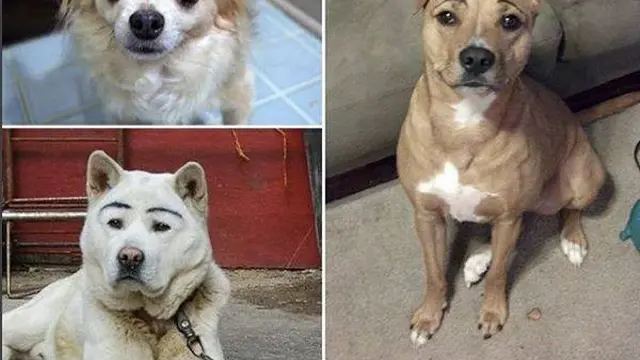 8 Potret Anjing Pakai Makeup Seperti Alis Ini Bikin Ekspresinya Kocak