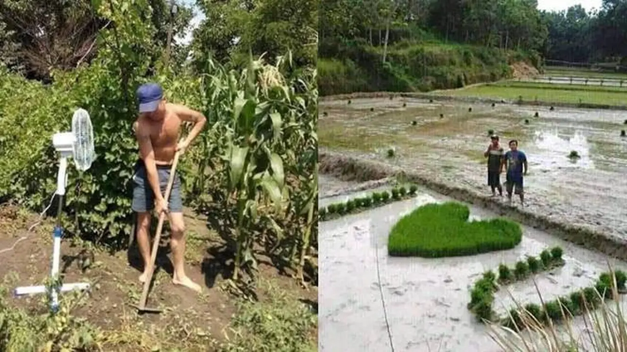 7 Potret Absurd Aksi Petani saat Garap Sawah Ini Bikin Tepuk Jidat