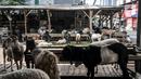 Sejumlah hewan kurban dijual di Pasar Kambing, Tanah Abang, Jakarta, Selasa (6/7/2021). Menurut pedagang, bisanya memasuki dua minggu sebelum Idul Adha Pasar Kambing mulai ramai dikunjungi pembeli, namun tahun ini sepi. (merdeka.com/Iqbal S. Nugroho)