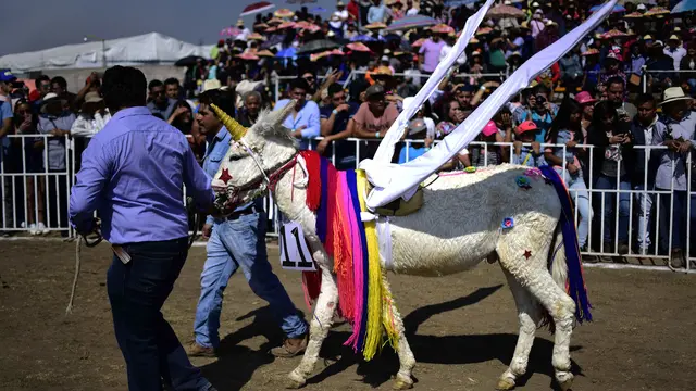 Menonton Kehebohan Keladai yang Dihias dalam Festival National Donkey Fair