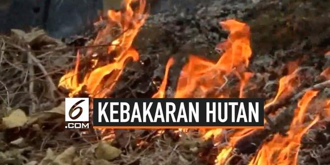 VIDEO: Kebakaran Hutan di Sulawesi Barat Meluas