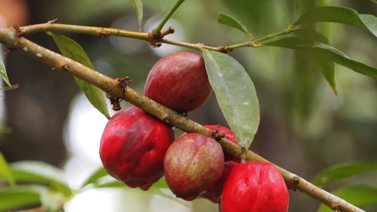 Buah Mahkota Dewa