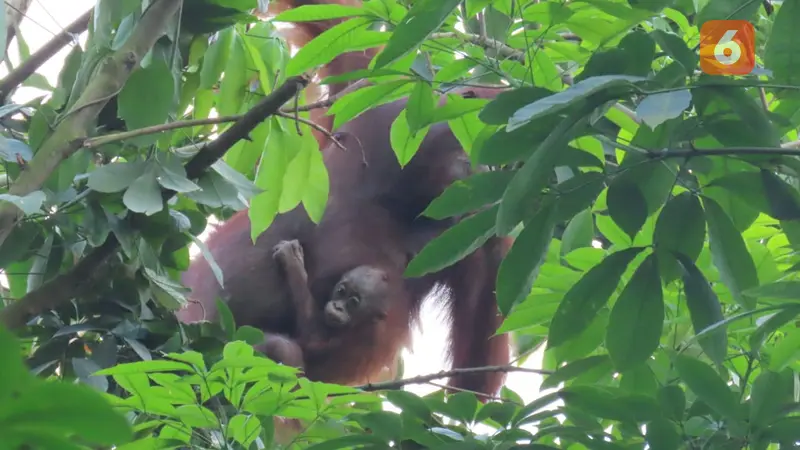 Induk dan Bayi Orangutan