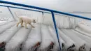 Seekor anjing berjalan di atas es yang menutupi tangga saat salju tebal turun di Pantai Danau Balaton, Fonyod, 148 Km barat daya Budapest, Hungaria, Senin (26/2). (Gyorgy Varga/MTI via AP)