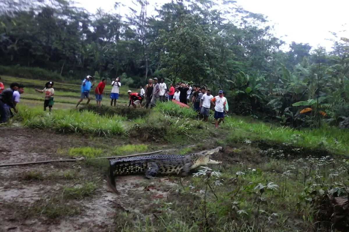 Buaya