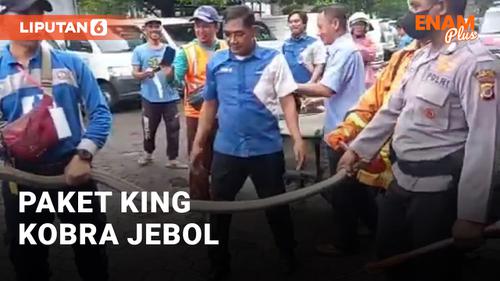 VIDEO: Heboh, King Kobra Keluar dari Bungkus Paket di Kantor Ekspedisi