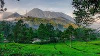 Perkebunan teh di kawasan Puncak.