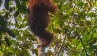 Upaya Penyelamatan Orangutan Indonesia: 10 Langkah Penting di Hari Orangutan Sedunia