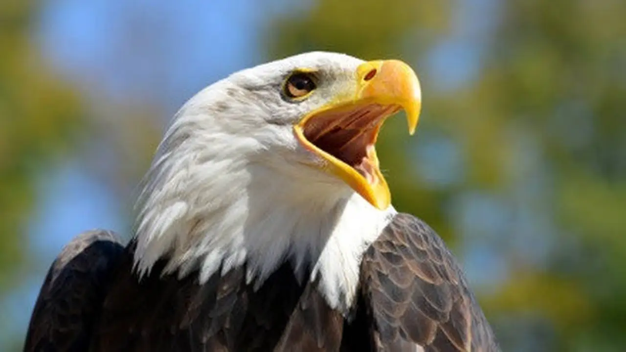 Ilustrasi bald eagle.