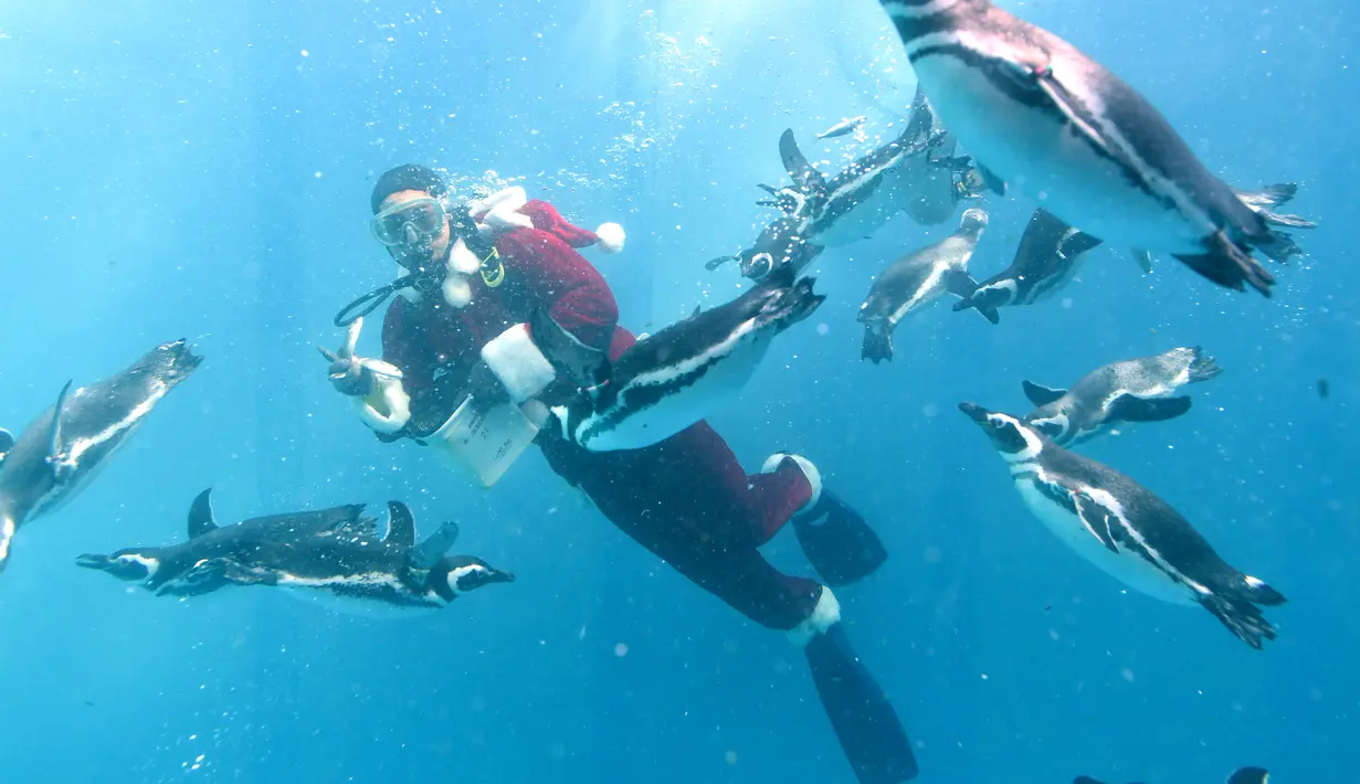 Seorang pria mengenakan kostum Santa Claus berenang sambil memberi makan penguin Magellan di Hakkeijima Sea Paradise di Yokohama (11/11). Acara ini untuk menyambut sekaligus memeriahkan Hari Natal. (AFP Photo/Toshifumi Kitamura)